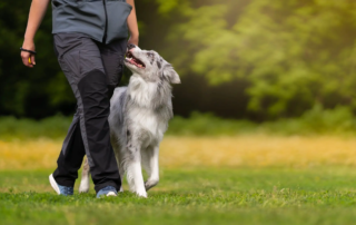 Hundetrainer in der Nähe