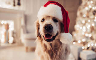 Weihnachtsgeschenke für den Hund