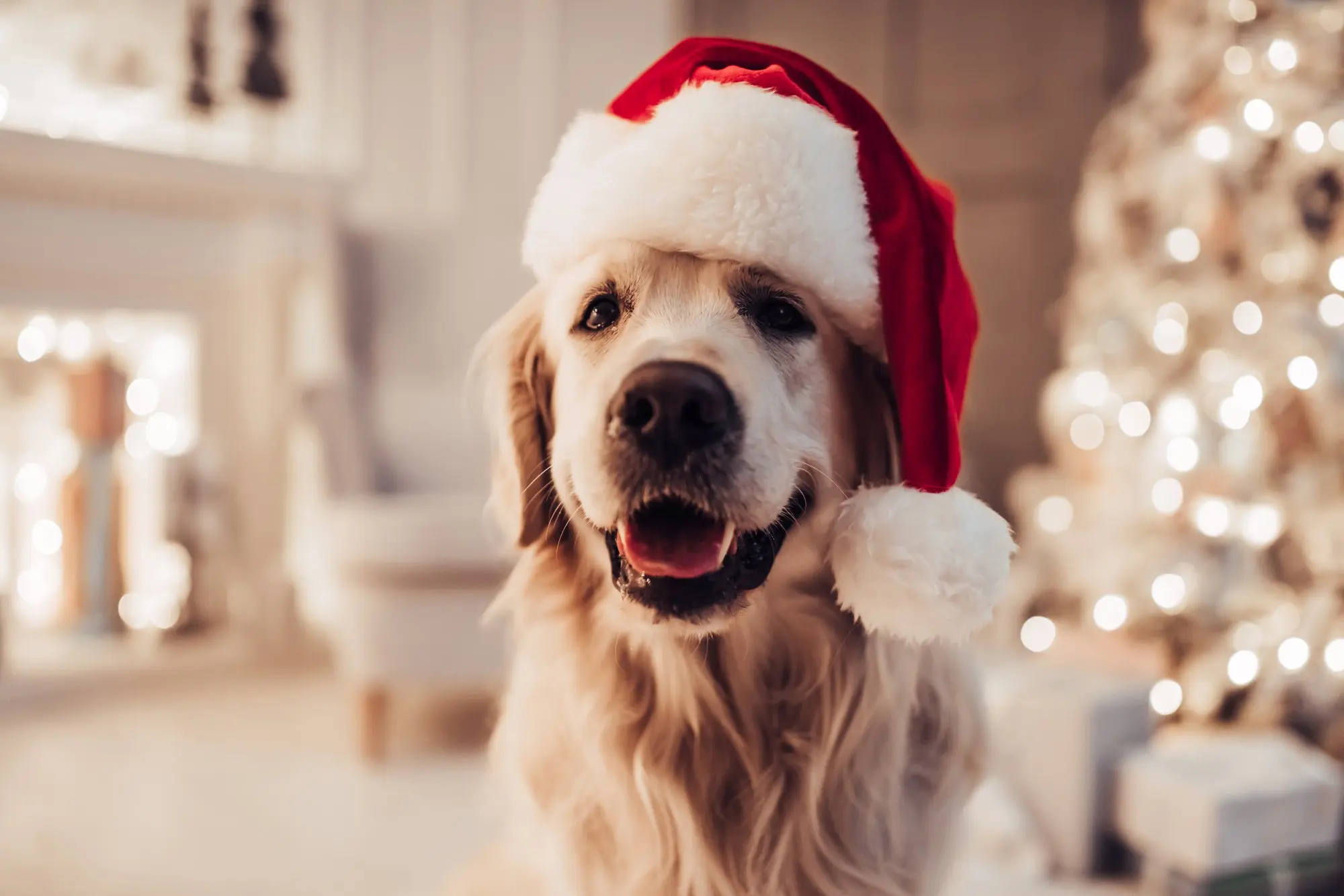 Weihnachtsgeschenke für den Hund