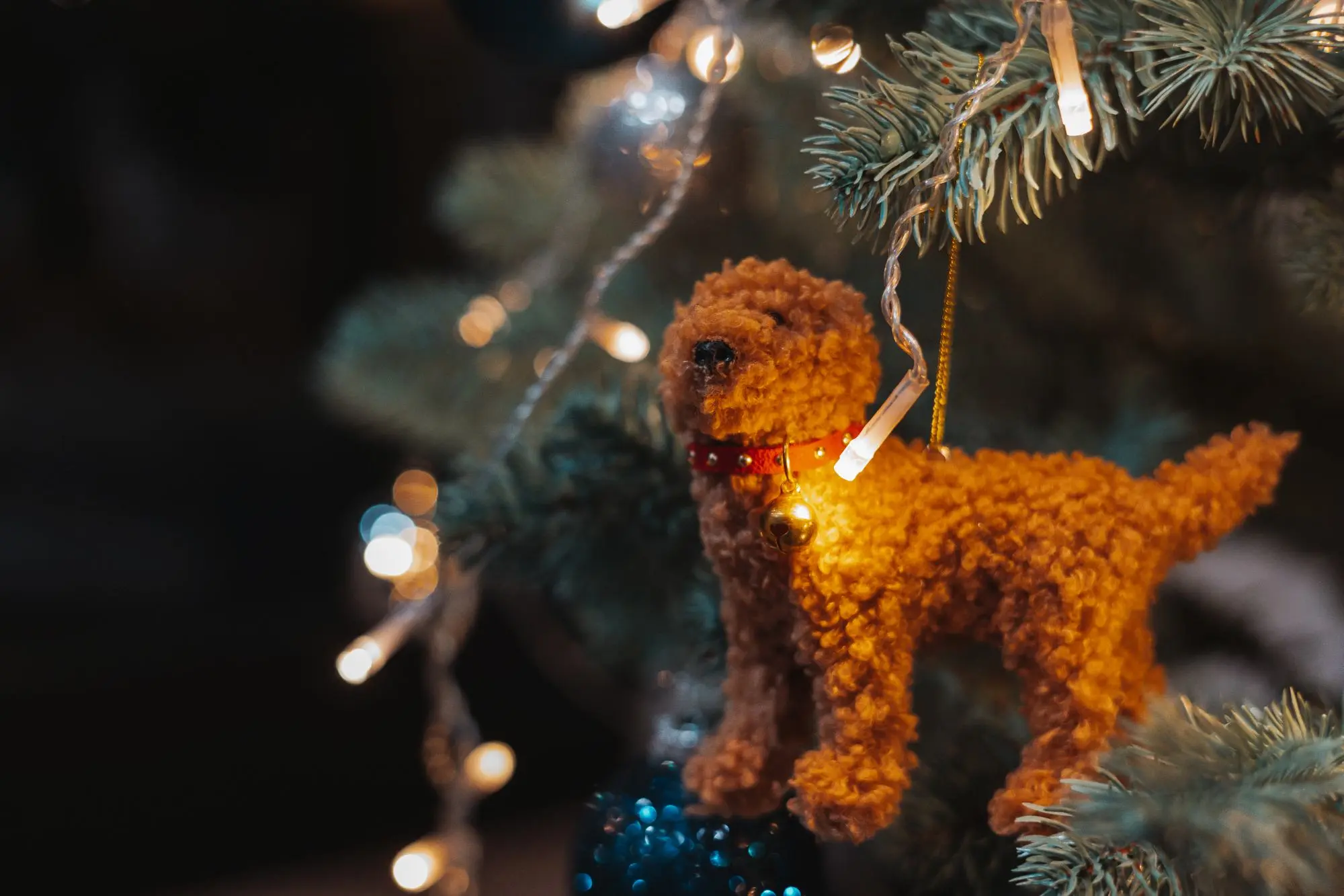 Änderungen für Hundehalter 2026