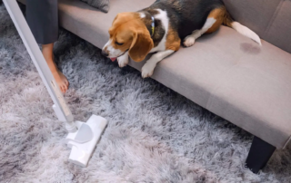 Bester Staubsauger für Tierhaare