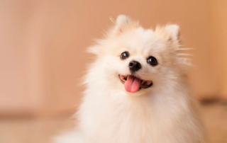 Zwergspitz Hunderasse