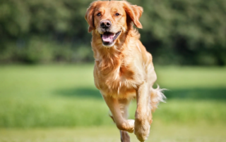 Wie schnell rennt ein Hund