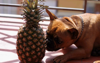 Dürfen Hunde Ananas essen