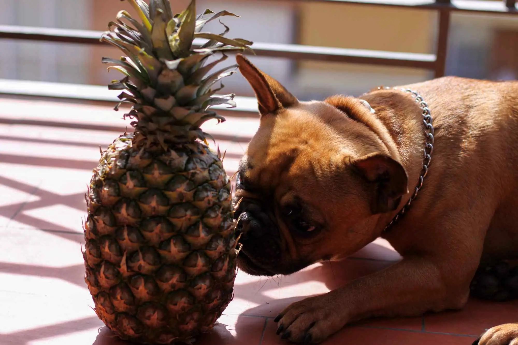 Dürfen Hunde Ananas essen