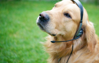 Warum unsere Futterberatung so wertvoll ist