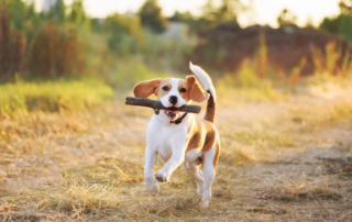 Der Beagle im Porträt