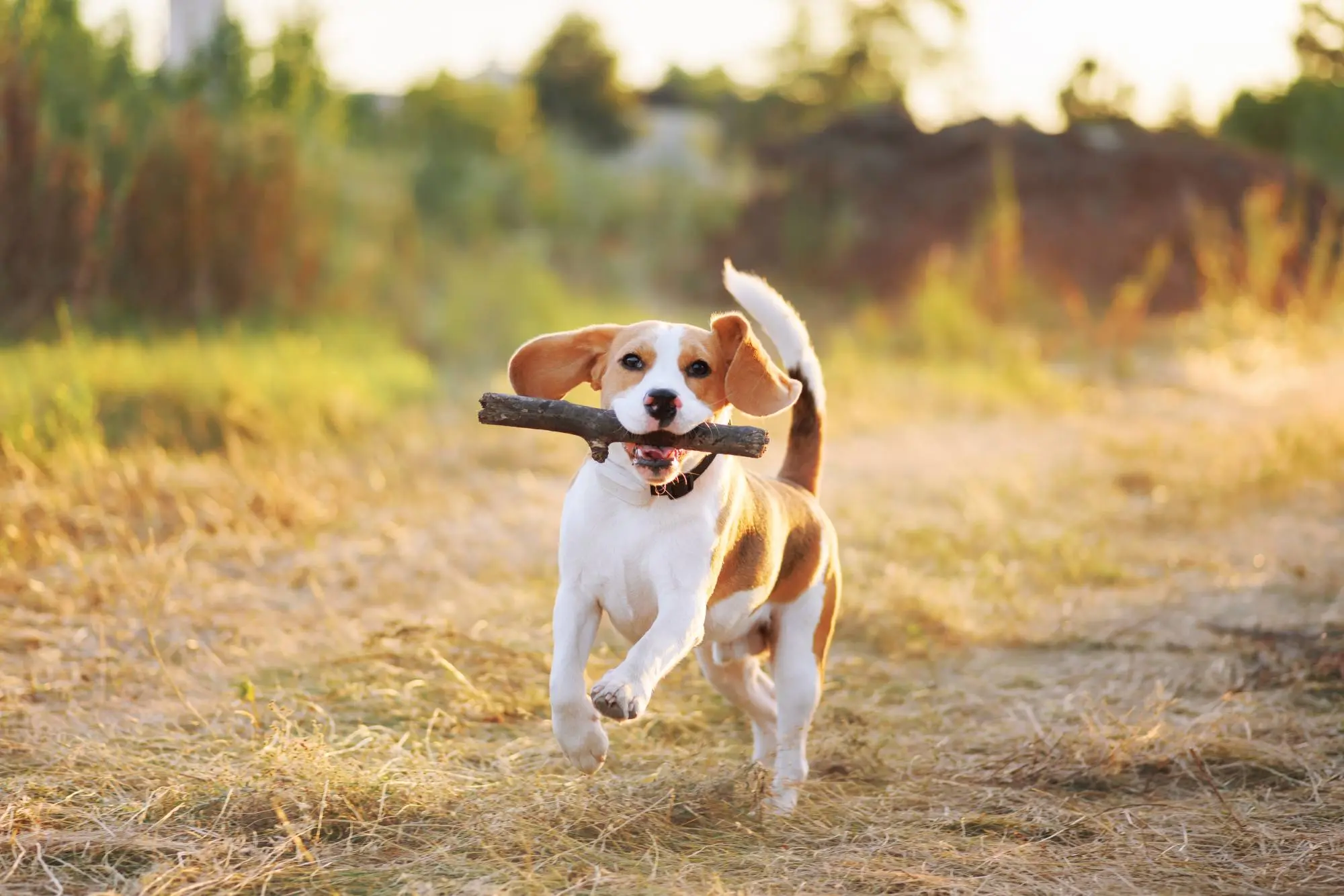Der Beagle im Porträt