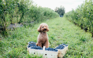Dürfen Hunde Blaubeeren essen