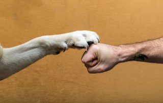 Die wichtigsten Verbände für Hunde