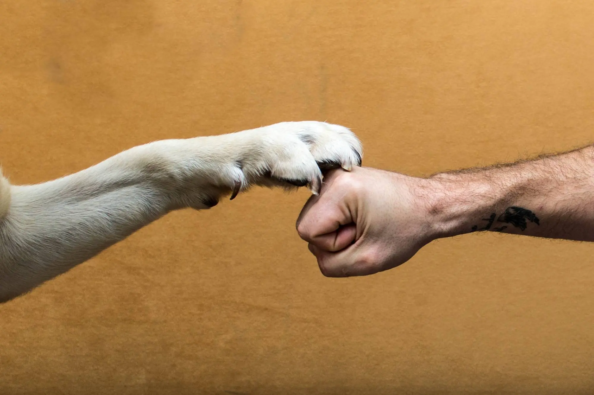 Die wichtigsten Verbände für Hunde