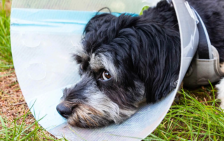 Halskrause beim Hund
