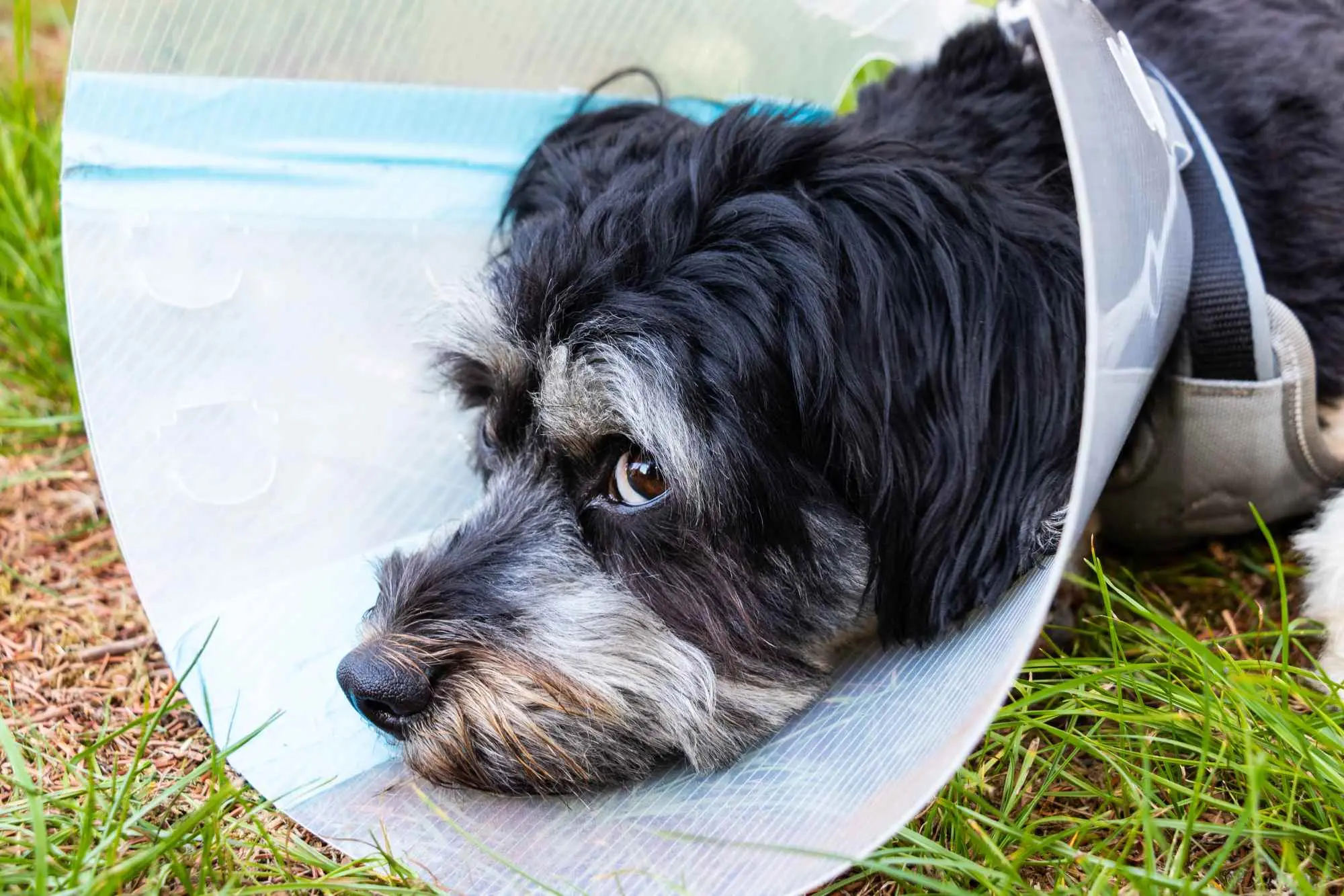 Halskrause beim Hund