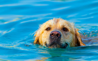 Können alle Hunde schwimmen