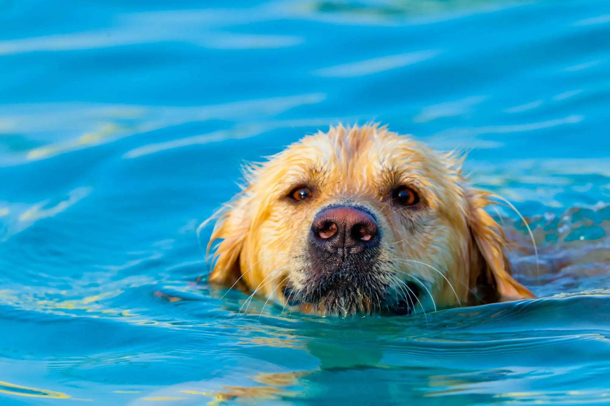 Können alle Hunde schwimmen