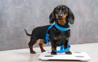 Widerristhöhe beim Hund