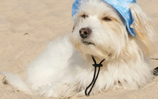 Sonnenbrand beim Hund