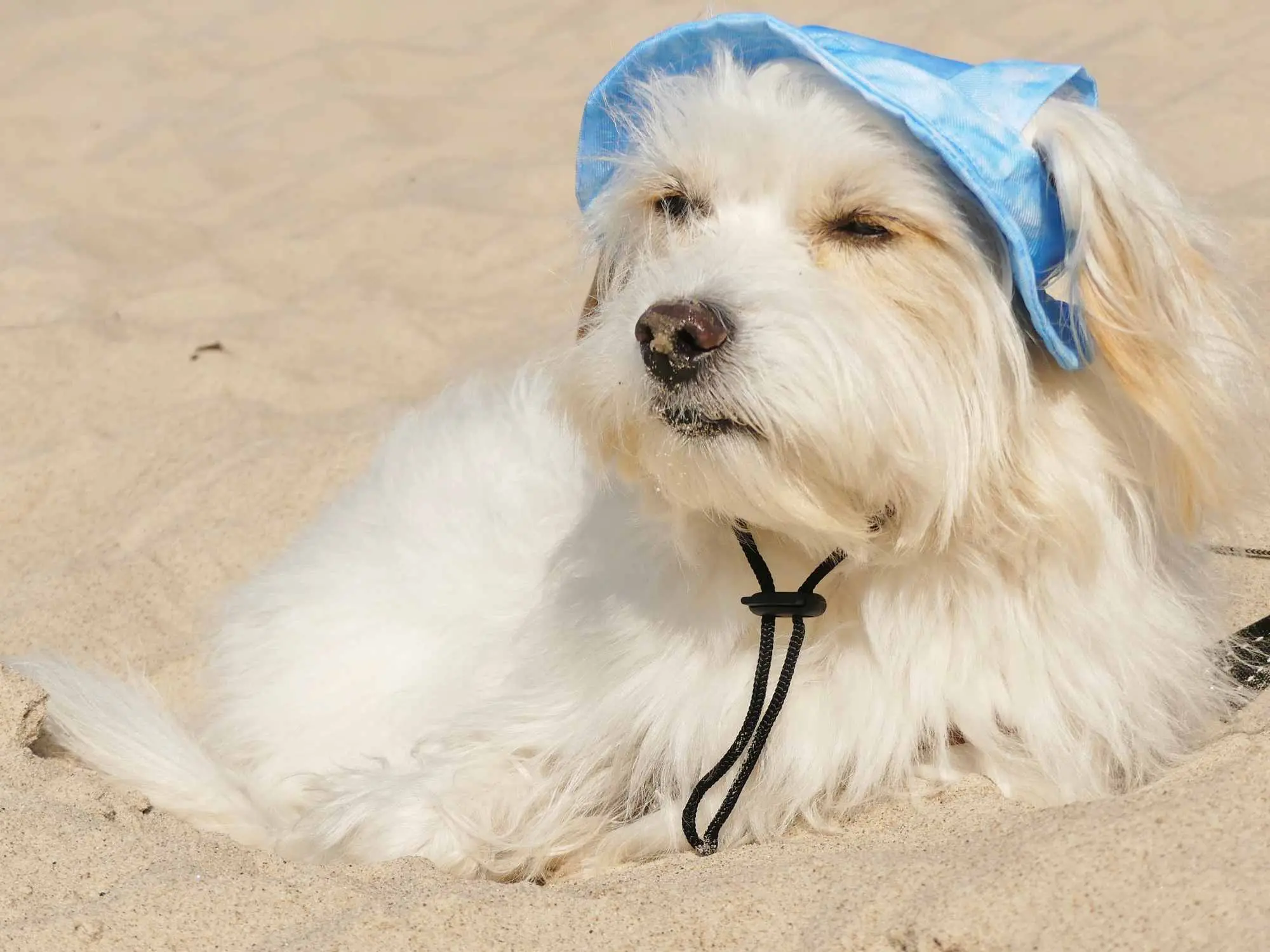 Sonnenbrand beim Hund