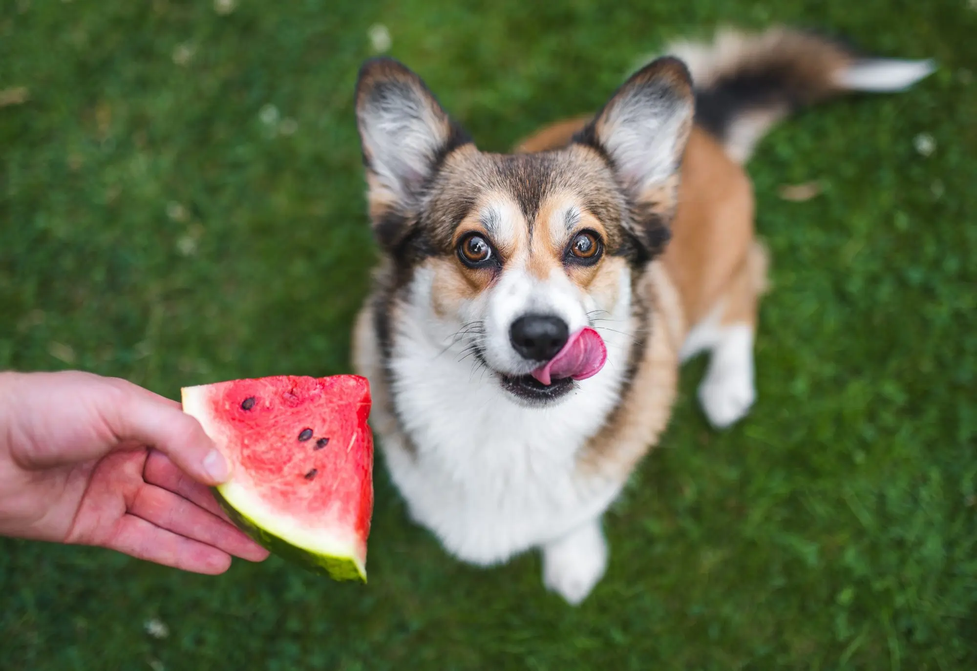 Dürfen Hunde Melone essen / Bild mit KI generiert