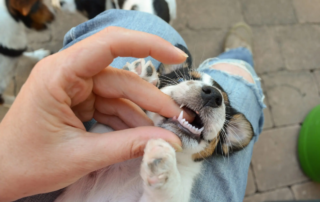 Haben Hunde Milchzähne