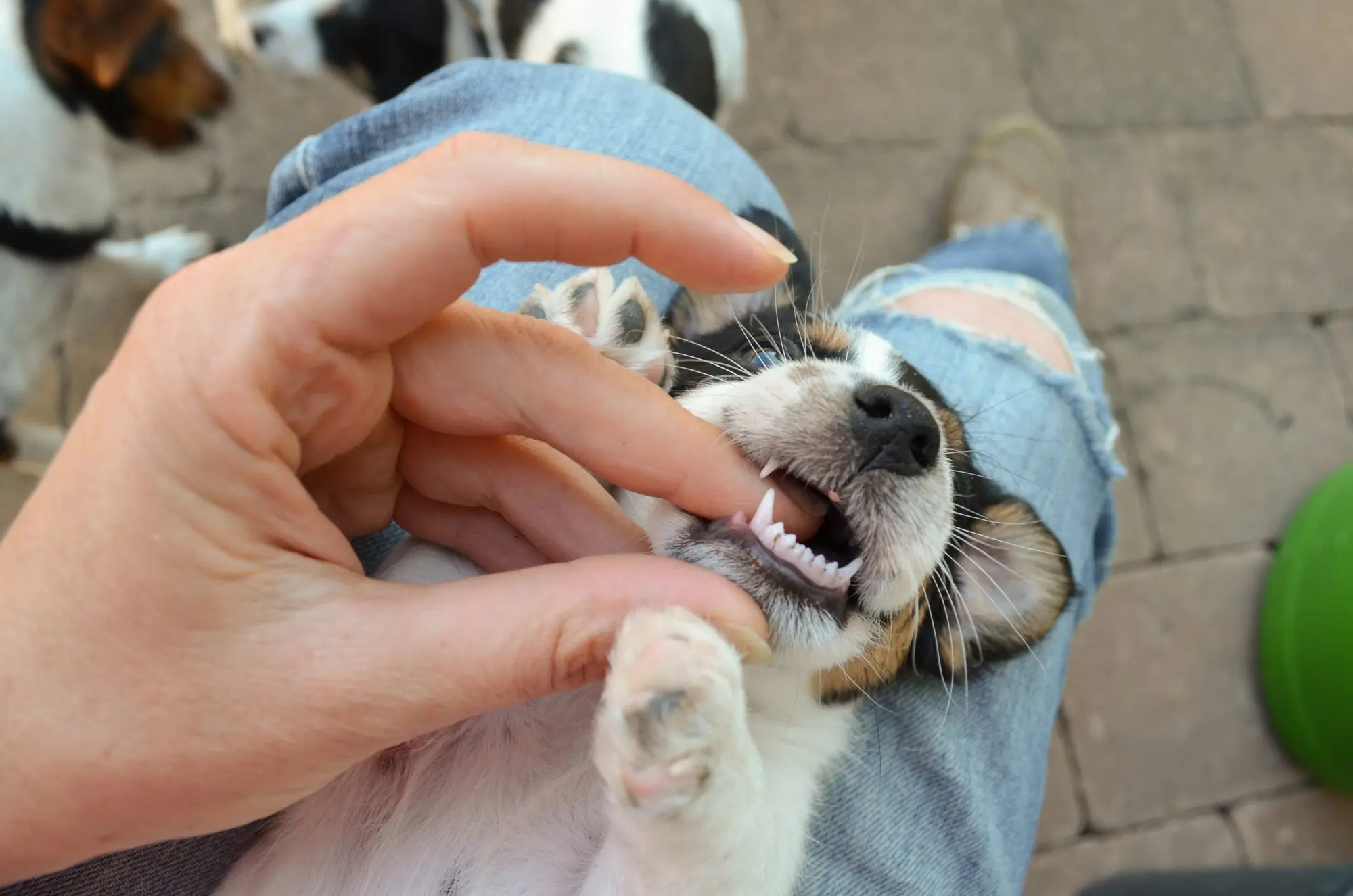 Haben Hunde Milchzähne