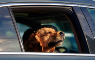 Hund Autofahren
