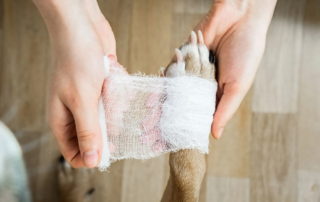 Hund richtig Verband anlegen