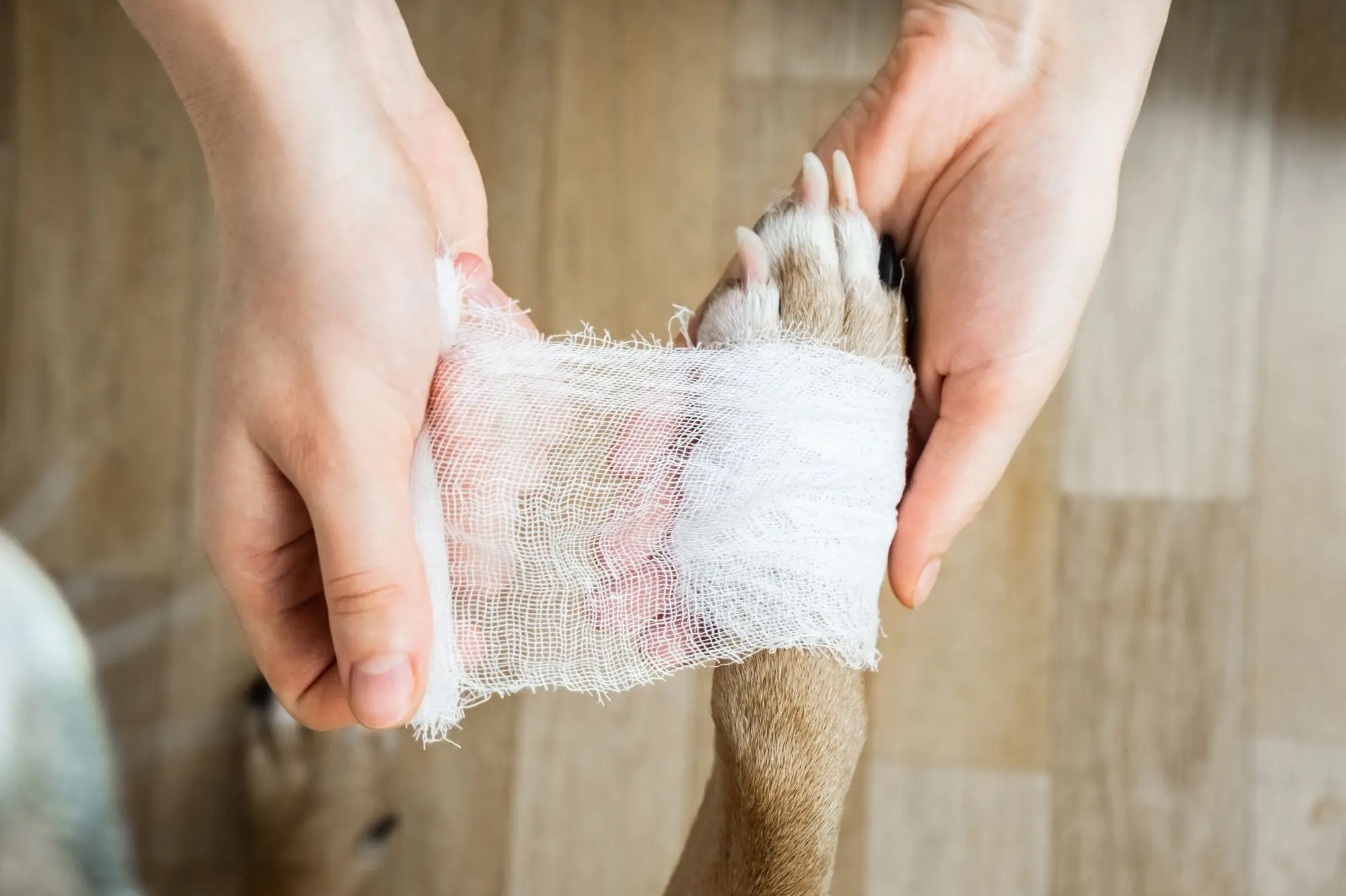 Hund richtig Verband anlegen
