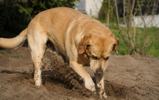 Hund scharrt und ist unruhig